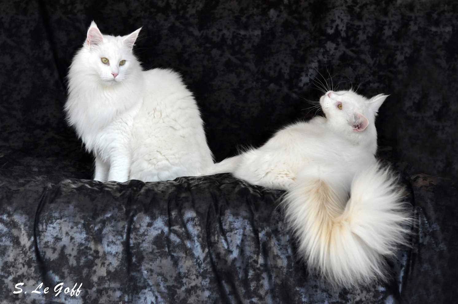 Maine coon blanc