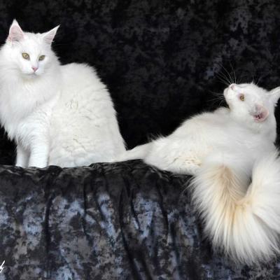 Maine coon blanc