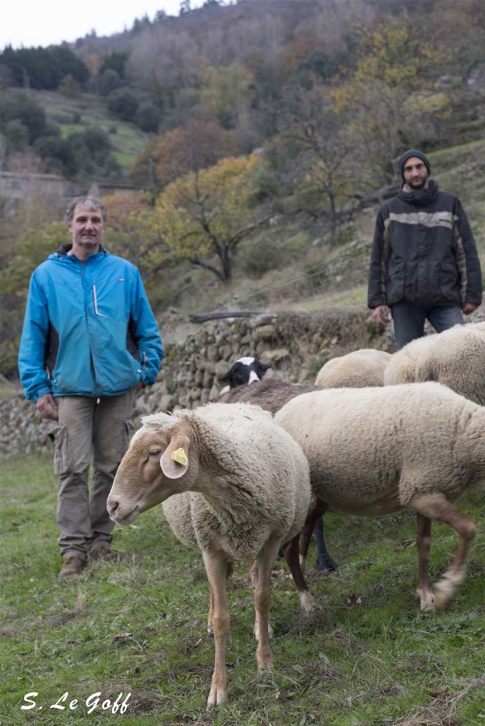 Moutons