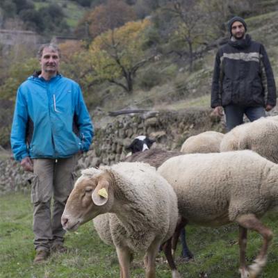 Moutons