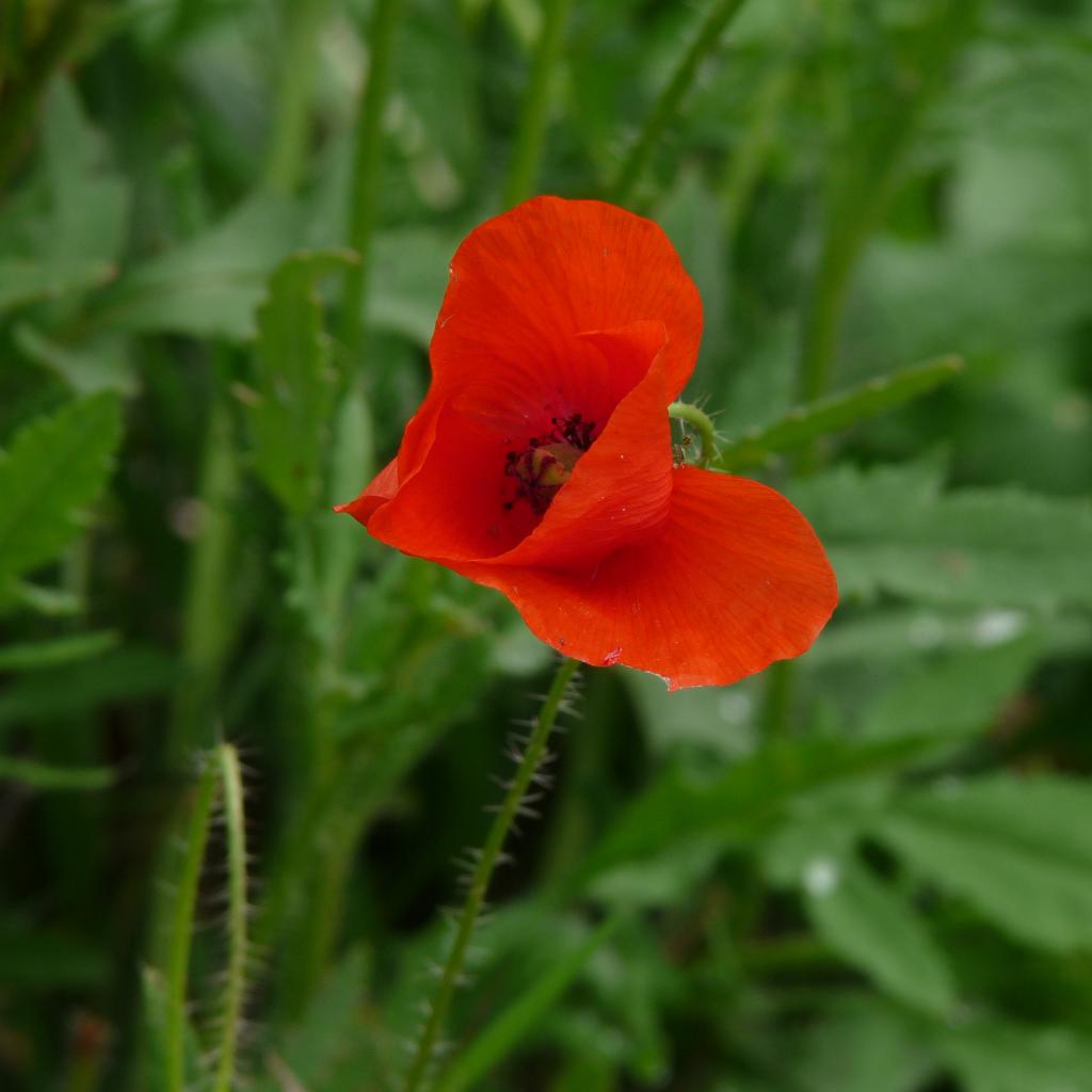 coeur coquelicot