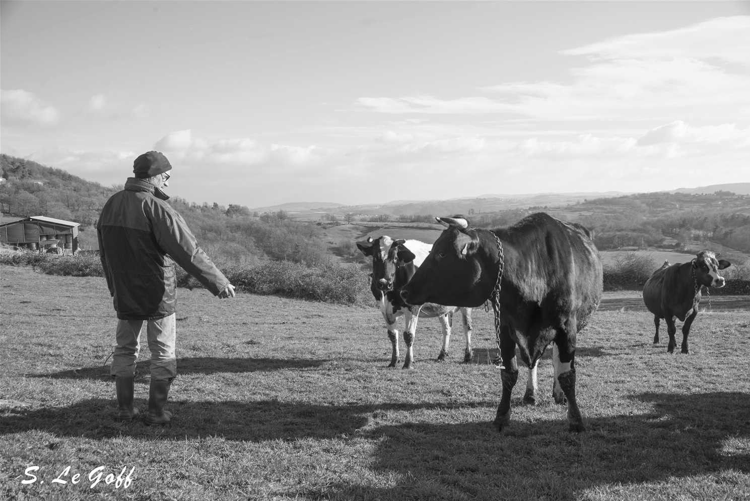 Paysan et ses vaches