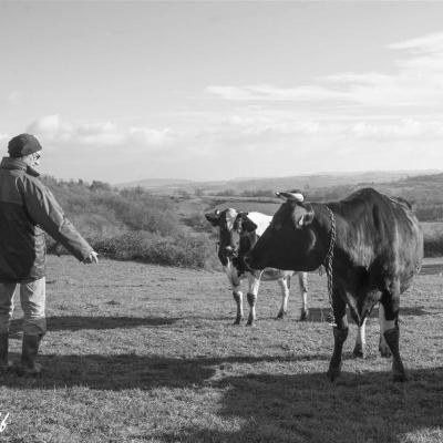Paysan et ses vaches