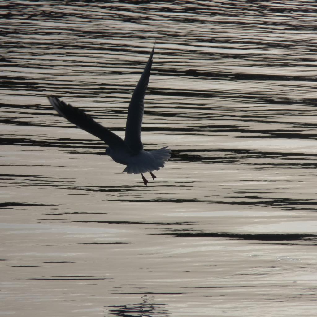 la mouette