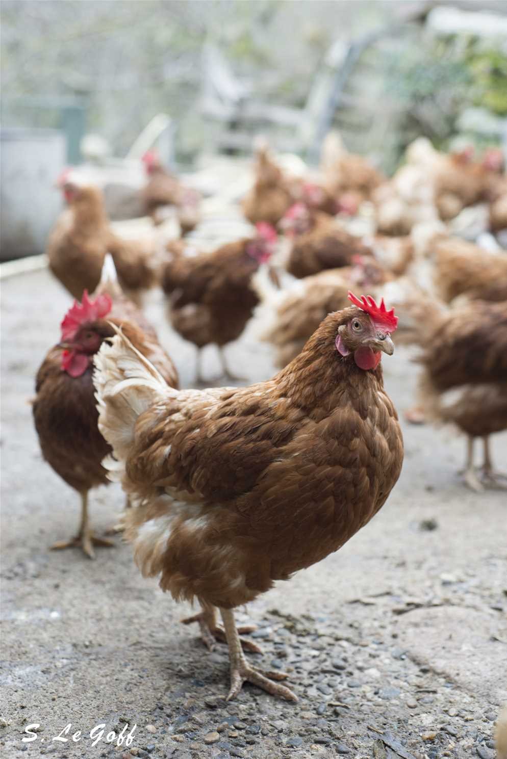 Poules