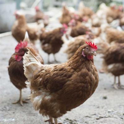 Poules