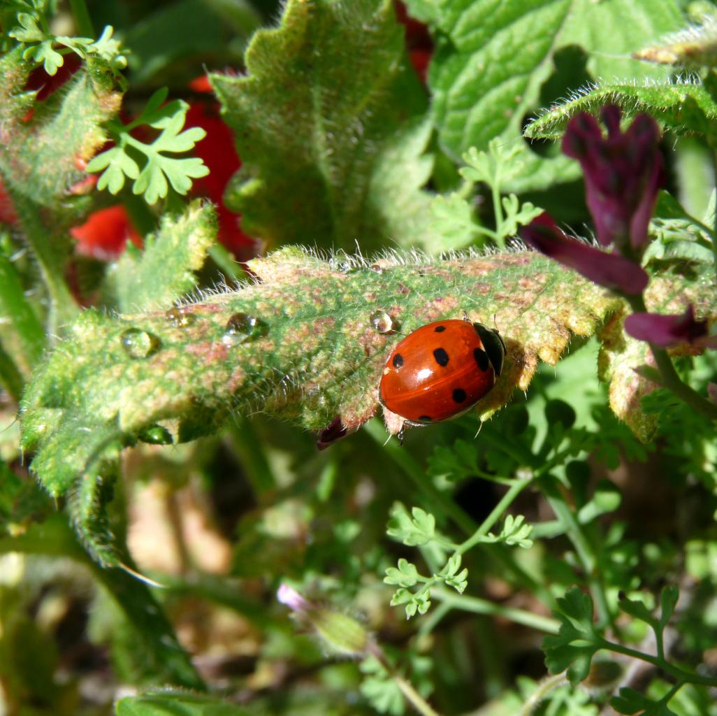 coccinelle et gouttes d'eau