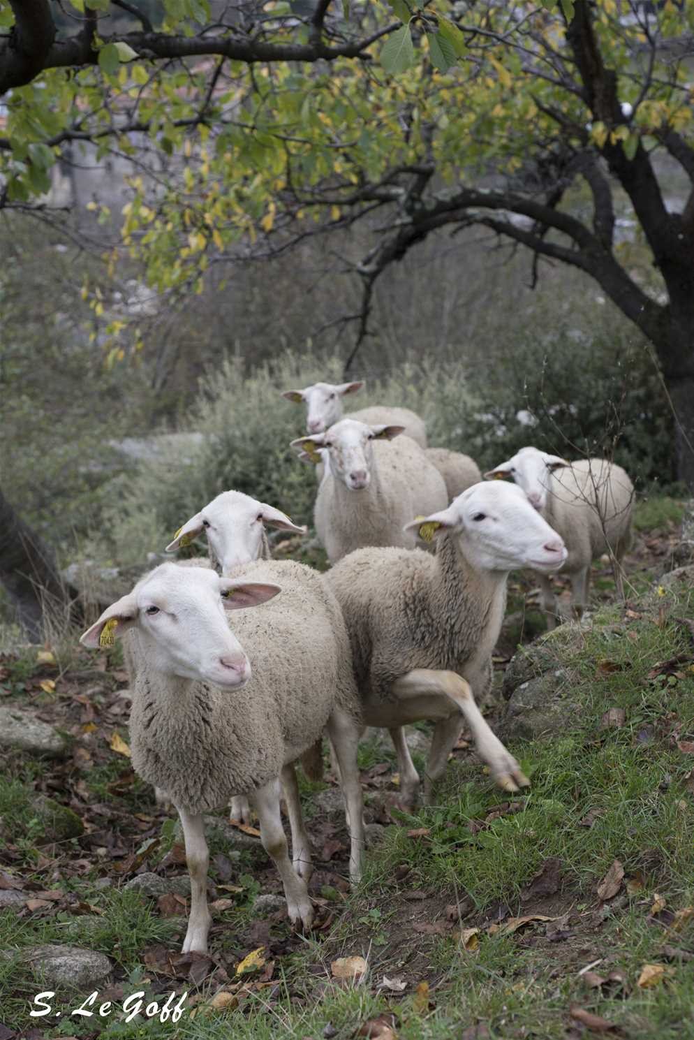 Troupeau de moutons