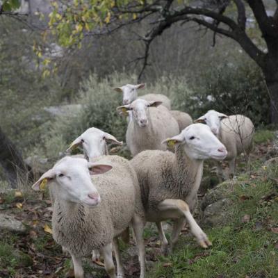 Troupeau de moutons