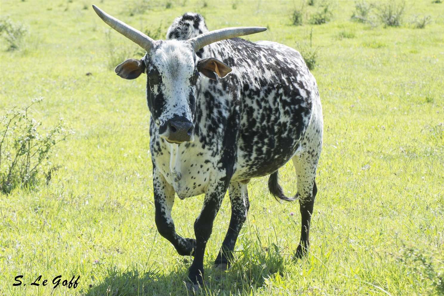 Vache zebu