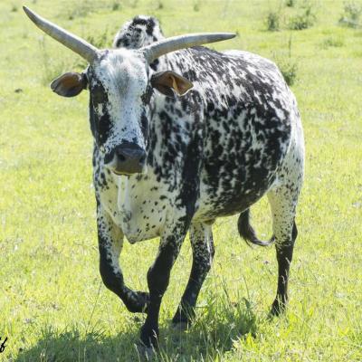 Vache zebu