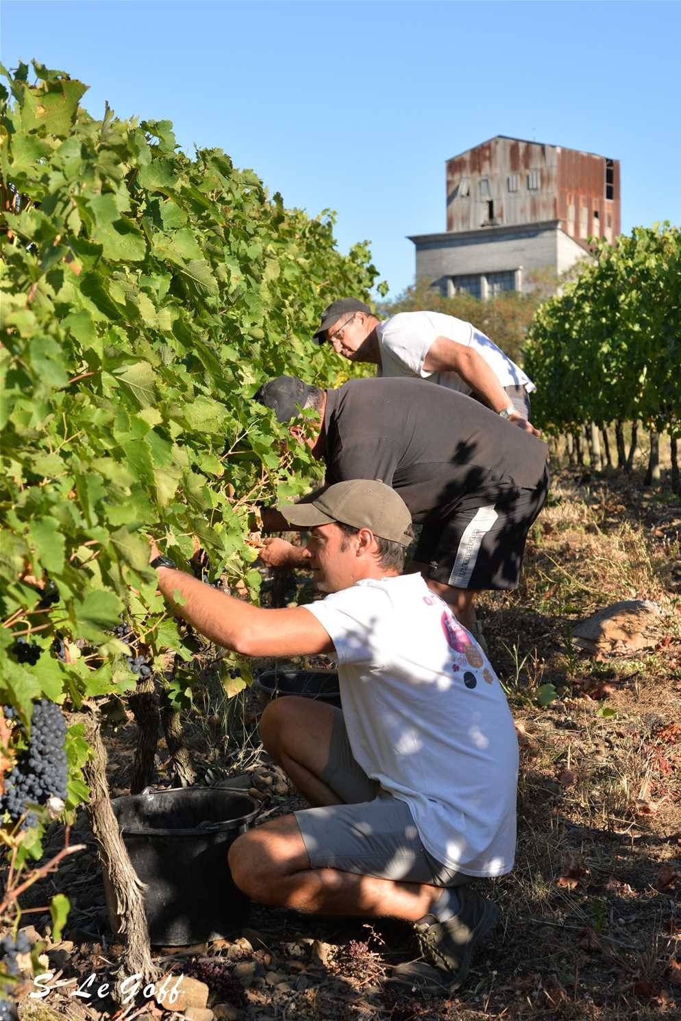 Vendanges à la main