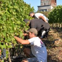 Vendanges à la main