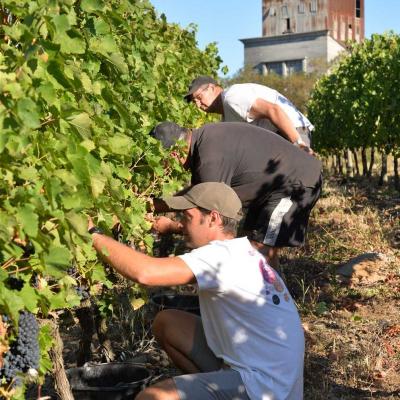 Vendanges à la main