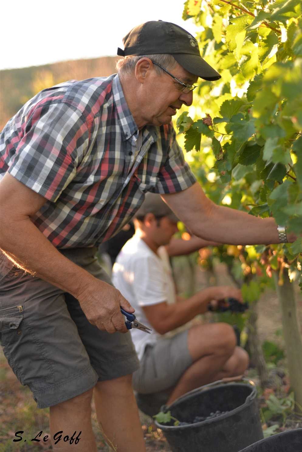 Vendanges