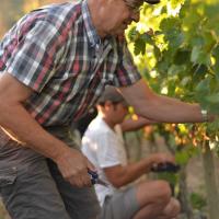 Vendanges